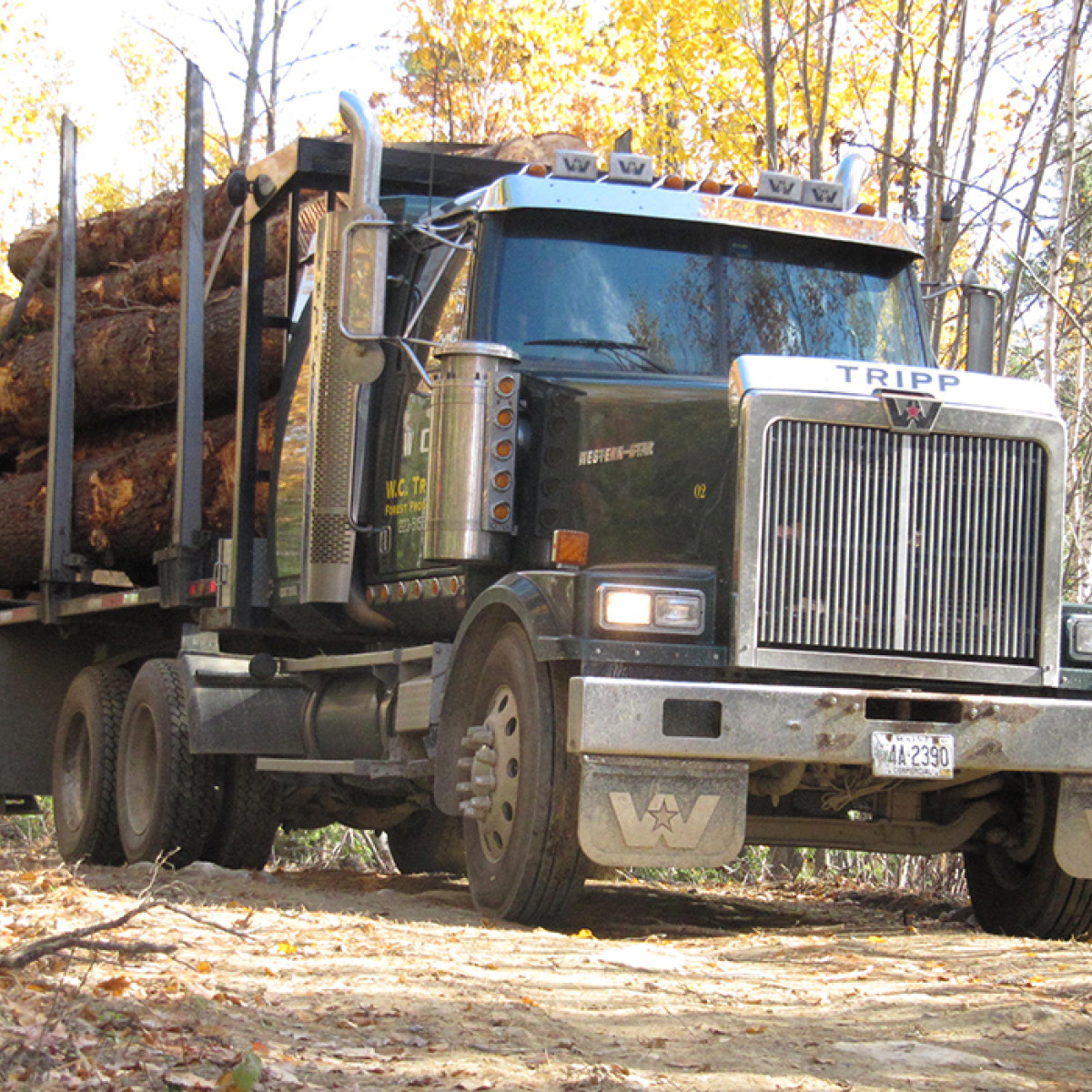 Timber Harvesting Forest Management Maine Logging Timber Harvesting and 